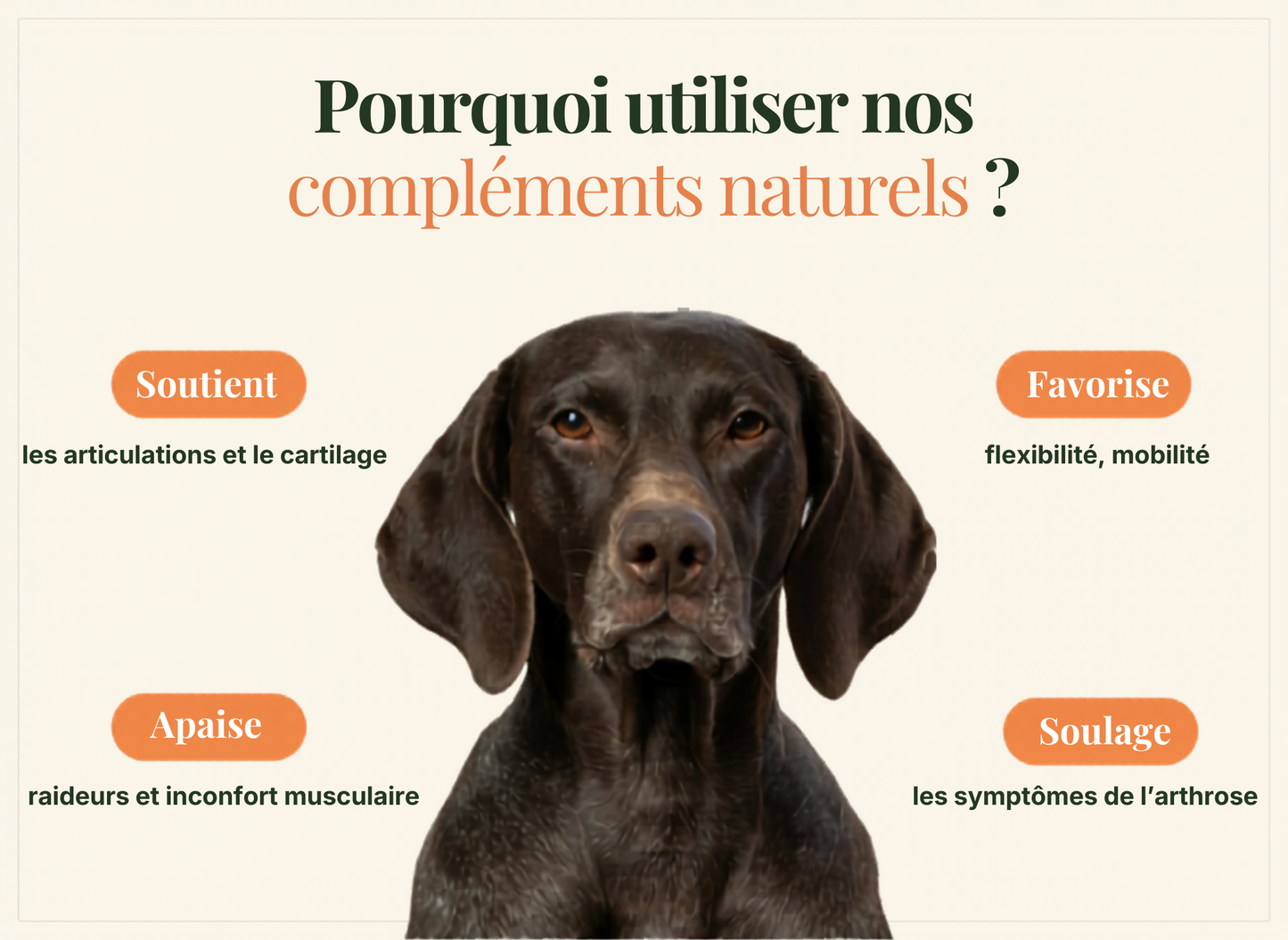 Compléments Naturels Articulations et Mobilité