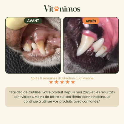 Poudre dentaire pour chien — Dents & Haleine
