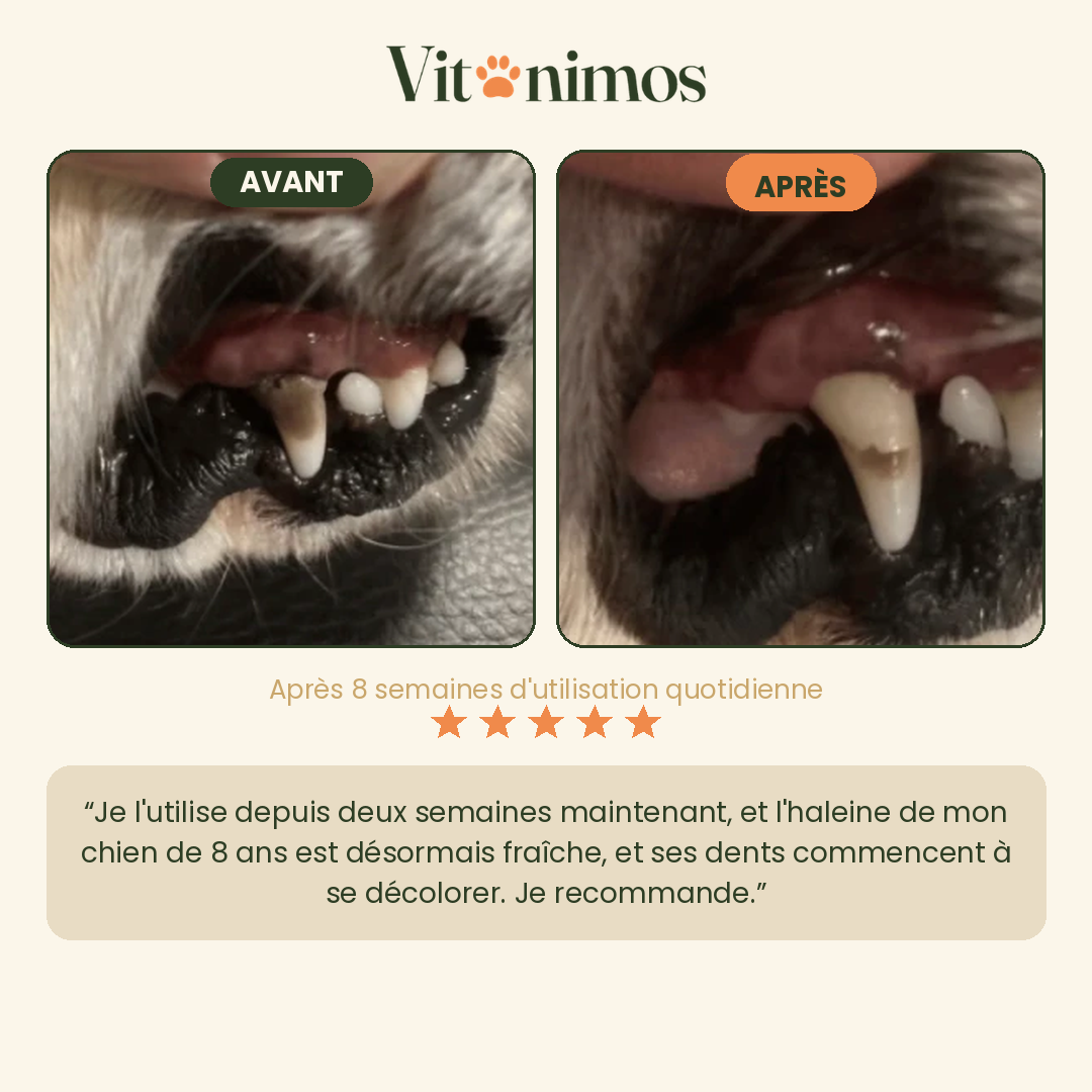 Poudre dentaire pour chien — Dents & Haleine