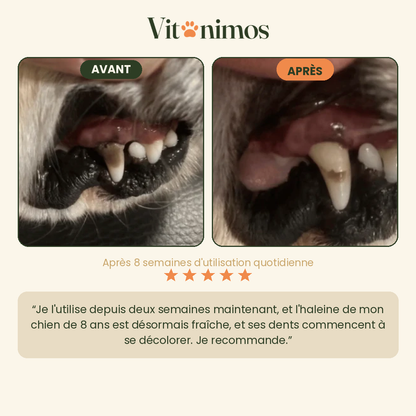 Poudre dentaire pour chien — Dents & Haleine