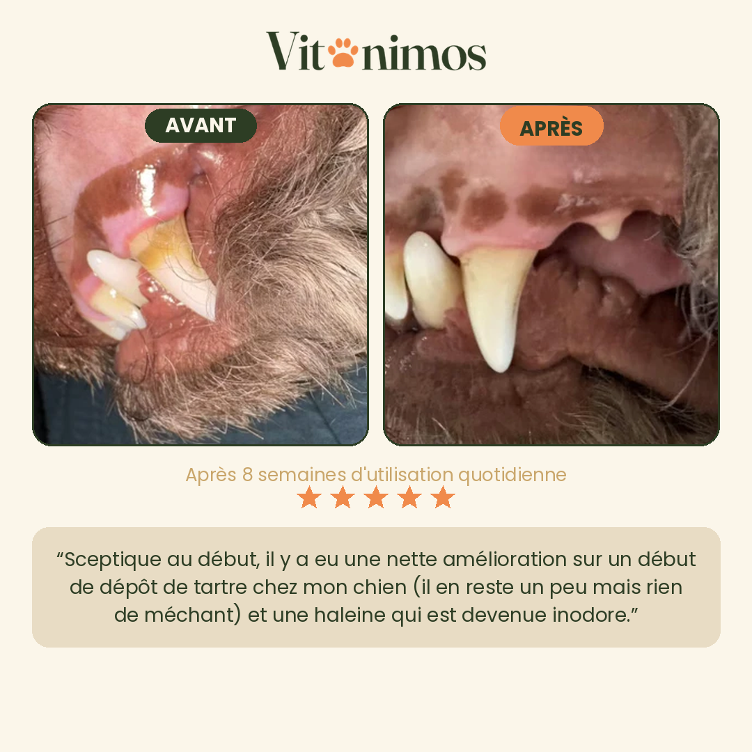 Poudre dentaire pour chien — Dents & Haleine